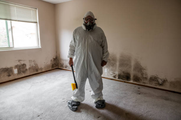 Best Mold Damage Restoration  in Redmond, WA